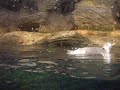 seaking-dropt-pinguin.html