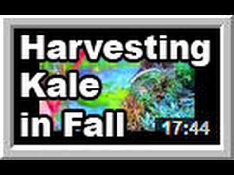 how to harvest kale from garden