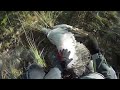 Paragliding vs Eagle (REMIX meme) / Параплан против орла DUBSTEP MIX
