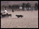 videos de Gus herding for the 1st time