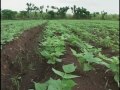 Intervienen especialistas del CITMA en Cienfuegos en programa de apoyo del sistema alimentario: http://t.co/og40TOoT7A vía @YouTube