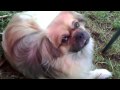 Tibetansk spaniel gutt Toivo