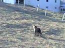 Froliking Lambs