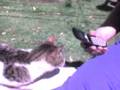 videos de gato serando tapa