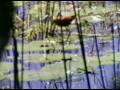 Birds of Botswana: African Jacana