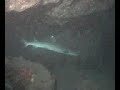 shark diving by zoli 5. shark diving by zoli 5.