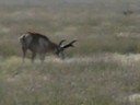 Antelope6 Antelope6