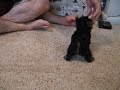 Tiny Teacup Yorkie - www.yorkiecuties.com - video #3