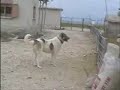 Karapınar'ın baş köpeği... Bir kişiye bağlı o da vehbiye