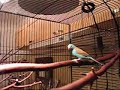 Mr. Blue - 20 Year Old Blue-Capped Cordon Bleu Finch Mr. Blue - 20 Year Old Blue-Capped Cordon Bleu Finch