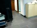 Boyero de Berna video