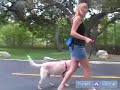 How to Train a Labrador : How to Teach Your Labrador to Heel