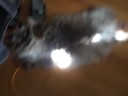 Cat Speaking Softly