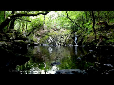 Relaxing 8 Hours of Nature Sounds-Birds Singing-Water Sound Relaxation-Relax Bird Song