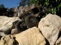 videos de Rock-a-holiks #4 The Crzz Bonzz crawler's 