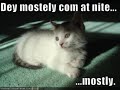 007 a quantum of LOLCATS 007 a quantum of LOLCATS