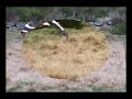 cigogne en haute-loire cigogne en haute-loire