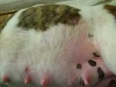 a horas del nacimiento de los cachorros de eva x playboysus cachorros dan signos de buena salud