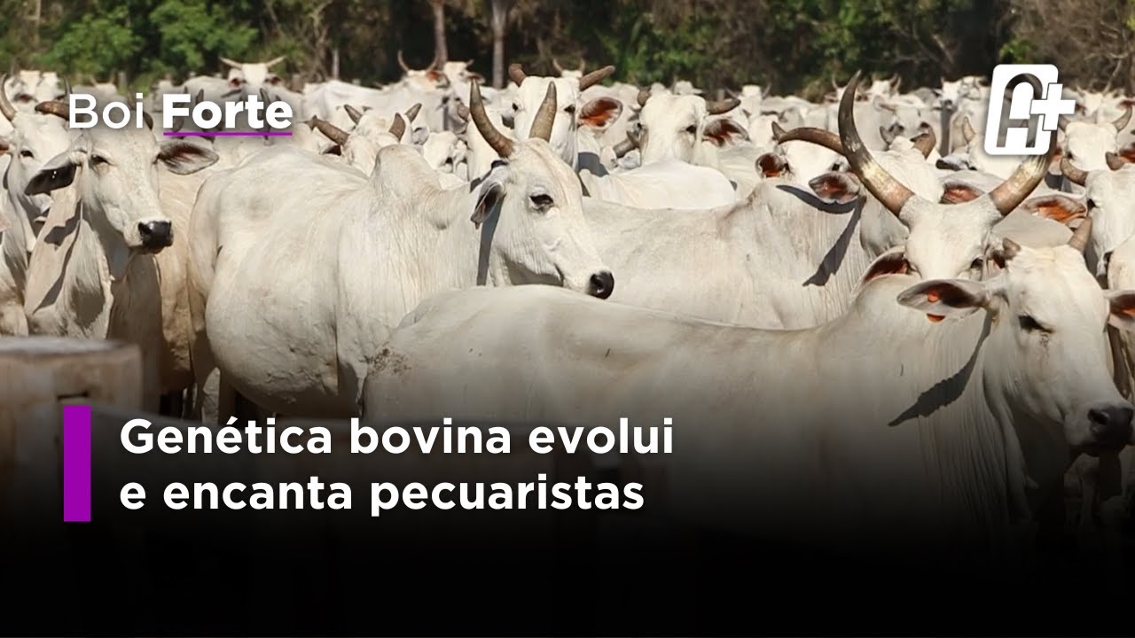 Genética Bovina Evolui e Encanta Pecuaristas.