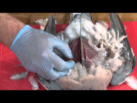 video-linktoworks-Pigeon - removing the breast.