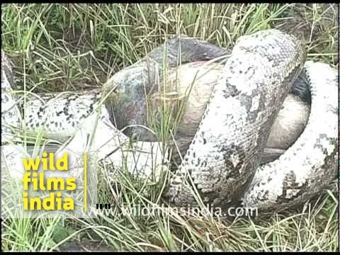 Indian Python