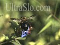 Bumble Bee in Slo motion Flight like you have never seen