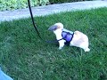 Oliver outside on leash !! Oliver outside on leash !!