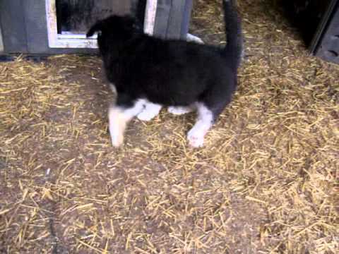 puppy play Tag 1 and company