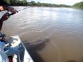 videos de ivan pescaria de dourado em santo antonio cuiaba - mt