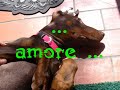 DOBERMANN DOBERMANN DOBERMANN DOBERMANN