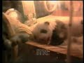 Giant Chinese Panda Wild Yam