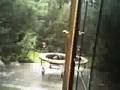 videos de bigfoot