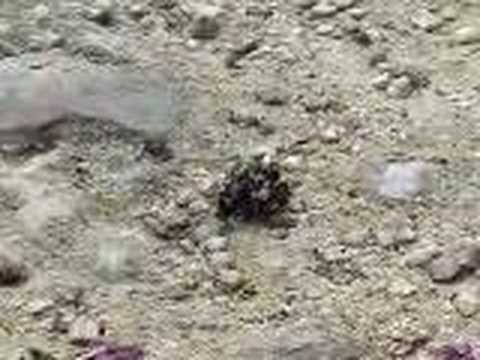 Dung Beetle
