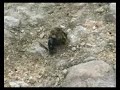Dung Beetle