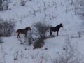Božica-Divlji konji Srbije