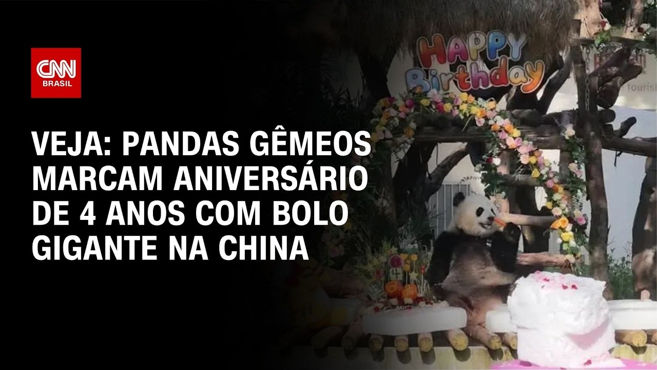 Pandas gêmeos marcam aniversário de 4 anos com bolo gigante na China | CNN BRASIL