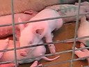 OMG Piggies!!