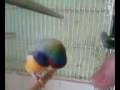 videos de Gouldian finch cock Headbanger