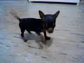 the smallest dog in the world the smallest dog in the world
