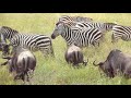 04~07/06/2008?Safari Tour5 in Tanzania????????5??????