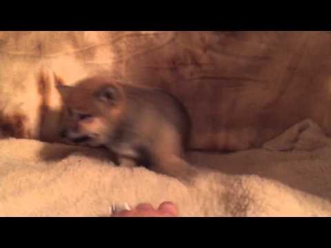 Nalo, male Shiba Inu puppy