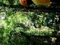 videos de my zip line