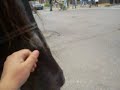 Frank the horse