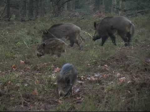 boar