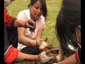 La producción bovina tropical de doble propósito se basa en los forrajes. Los forrajes tropicales están sometidos a una carga calórica radiante, que supone características estructurales y fisiológicas especiales en la planta, más complejas que las que crecen en climas templados. Estas plantas se caracterizan por tener en general un crecimiento explosivo durante el periodo de lluvias, y casi completamente ninguno durante el período de sequía. Esto ocasiona que la producción de forraje sea variable, produciendo excedentes durante la época de lluvias y deficiencias durante las de sequía, y el resultado es un pasto con altos contenidos de fibra y bajos niveles de proteína, factores estos que limitan el consumo y la digestibilidad. El consumo de pastos por los rumiantes varía de acuerdo con la oferta y calidad forrajera, pero es siempre menor en las condiciones tropicales cuando lo comparamos con el consumo de pastos de clima templado. La limitante más importante para el consumo de forrajes es el desequilibrio de los nutrientes, y cuando este desbalance se corrige, se hace presente la baja digestibilidad, lo cual se manifiesta por el ineficiente crecimiento microbial, las cuales requieren un nivel mas o menos constante de concentración de amoniaco. Cuando se suministran suplementos nitrogenados, los animales aumentan el consumo de materia seca, y la digestibilidad de la materia seca de heno se incrementa hasta en 20%. En los rumiantes, a diferencia de los no rumiantes, existe<b>...</b>