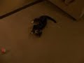 Funny cat collar compilation Funny cat collar compilation