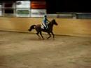 Born in Glory 110cm Laholm Born in Glory 110cm Laholm