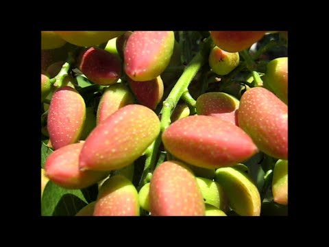 how to harvest pistachio nuts