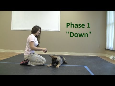 how to train k9 dogs