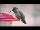 Calliope Hummingbird
